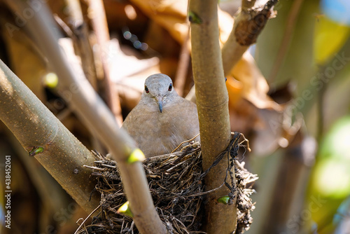 Rolinha no ninho observando o click