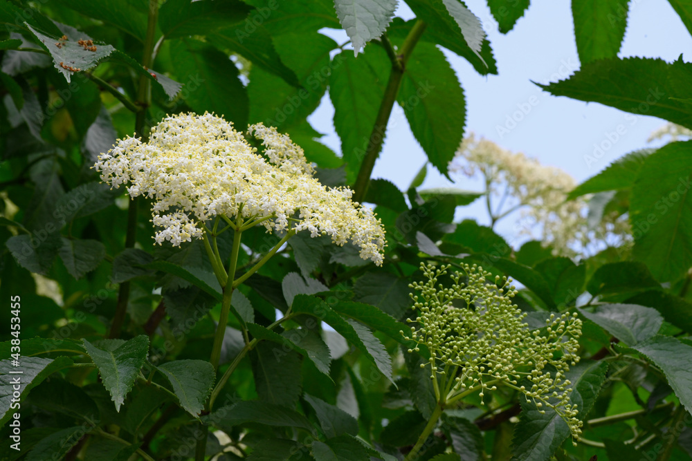 Schwarzer Holunder (Sambucus nigra) - Blüte und Fruchtstand // blossom ...