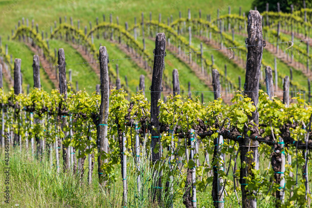 Vineyards / Montello in Italy