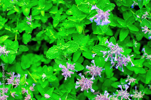 Close up of blooming the medicinal and aromatic plant lemon balm, melissa officinalis.
