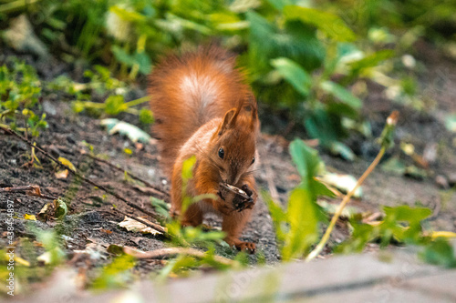 squirrel in the park © Viacheslav