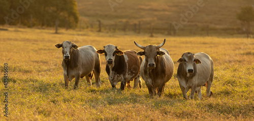 Fototapeta Naklejka Na Ścianę i Meble -  Oxen grazing in the sunset