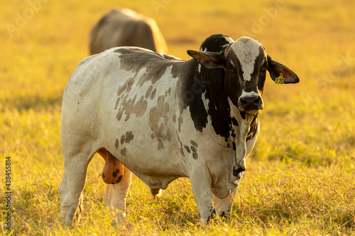 Fototapeta Naklejka Na Ścianę i Meble -  Portrait of bull in pasture at sunset.