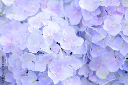 紫陽花 © sinra photo
