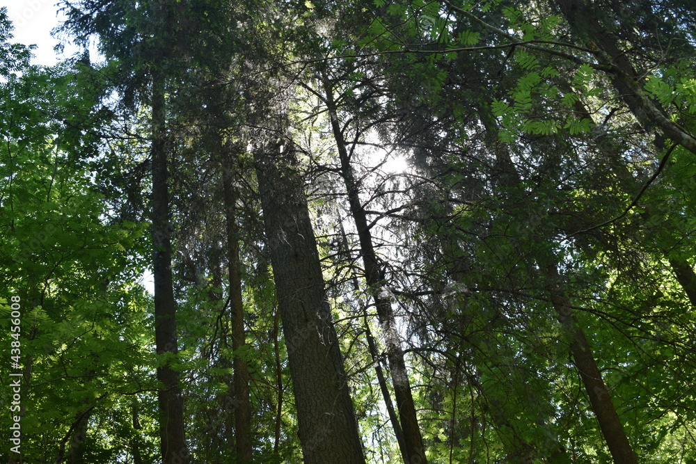 trees in the forest trees in the forest