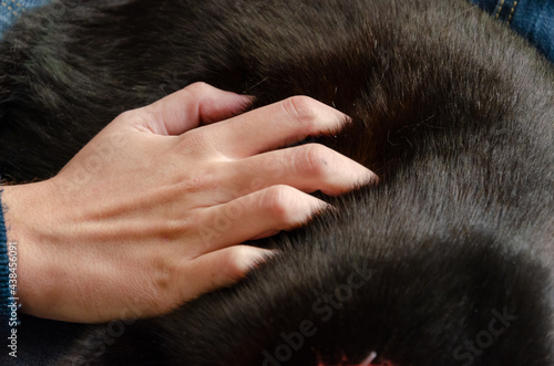 close up on male hand over a black cat fur