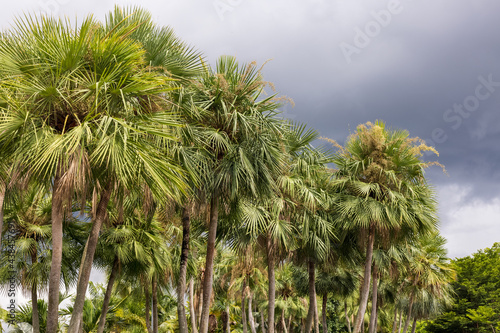 Wax palm or Carnauba , plant native in the northeastern Brazil photo