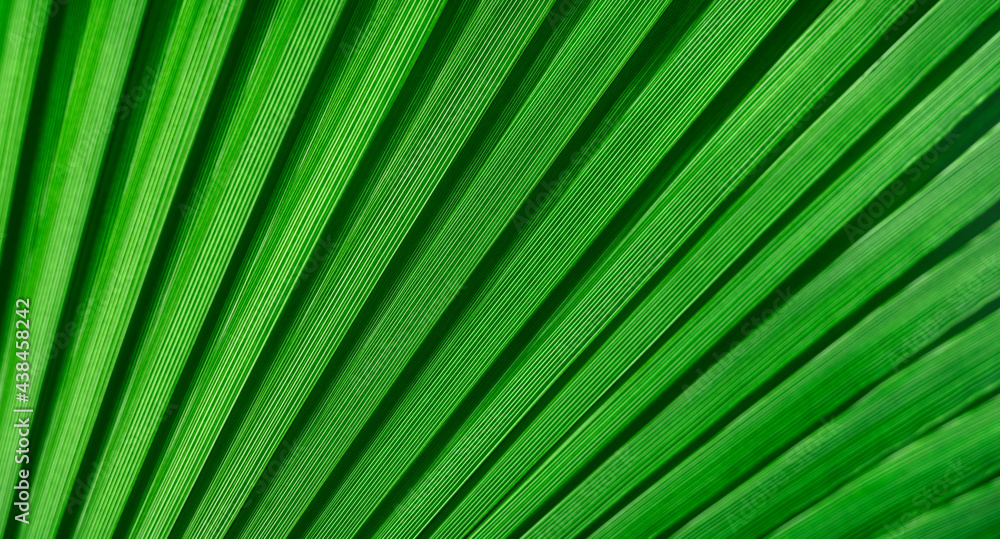 Colorful green tropical palm leafs close up, summer background concept