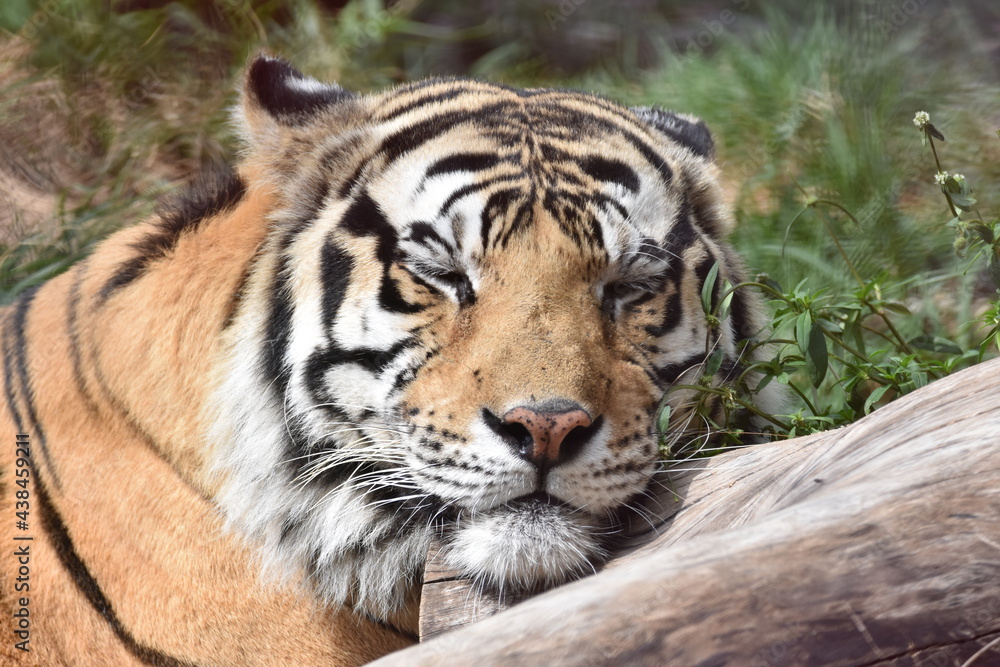 this is a Panthera tigris tigris this is a Panthera tigris tigris