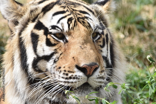 this is a Panthera tigris tigris  © Branco