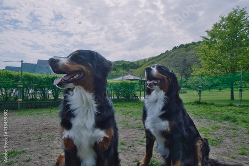 バーニーズマウンテンドッグ