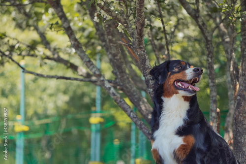 バーニーズマウンテンドッグ