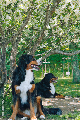 バーニーズマウンテンドッグ