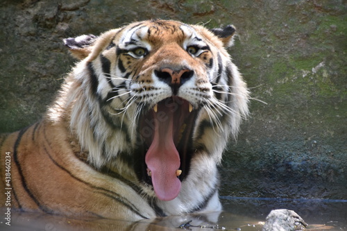 this is a Panthera tigris tigris 