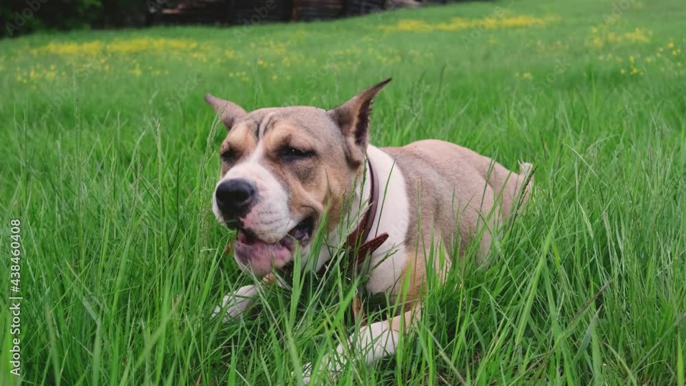 American Staffordshire Terrier walks in the summer in a clearing near the forest. Dog walking concept. American Staffordshire Terrier walks in the summer in a clearing near the forest. Dog walking concept.