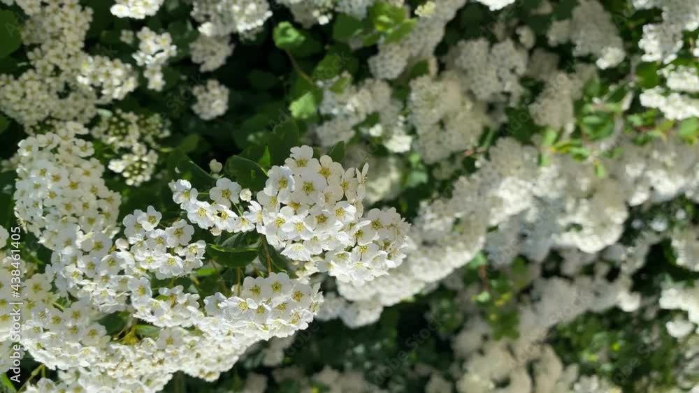 Vertical format video. White spiraea meadowsweets bush in bloom. Buds and white flowers of germander meadowsweet. Delicate background with small white flowers Vertical format video. White spiraea meadowsweets bush in bloom. Buds and white flowers of germander meadowsweet. Delicate background with small white flowers