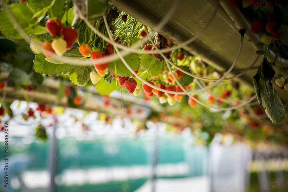 Culture de fraises hors sol, champs de fraise sous serre dans les — free download