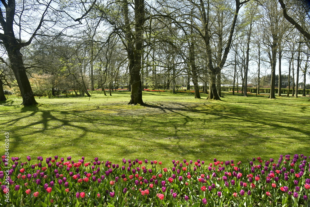 Le bois du parc derrière un parterre de tulipes au début du printemps au château de Grand-Bigard à l'ouest de Bruxelles Le bois du parc derrière un parterre de tulipes au début du printemps au château de Grand-Bigard à l'ouest de Bruxelles