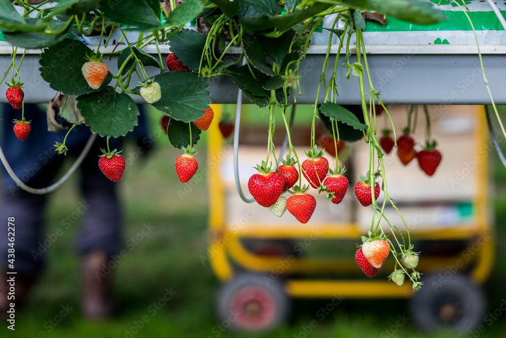 Culture de fraises hors sol, champs de fraise sous serre dans les — free download