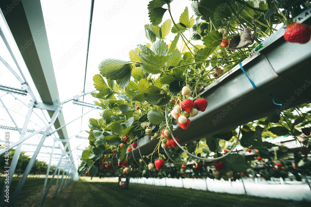 Culture de fraises hors sol, champs de fraise sous serre dans les — free download