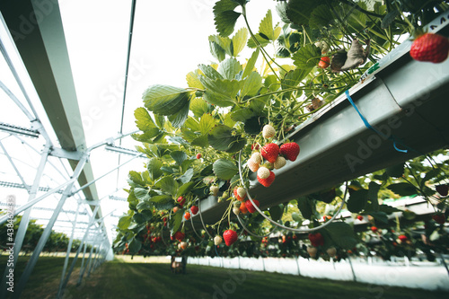 Culture de fraises hors sol, champs de fraise sous serre dans les Landes en France  photo