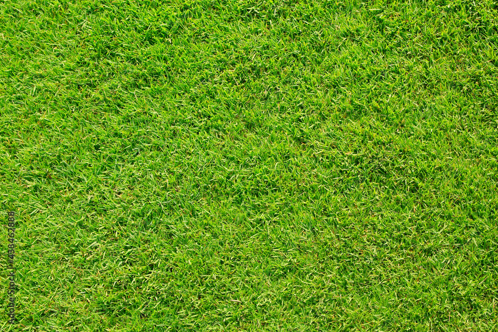 Fototapeta premium green grass texture background