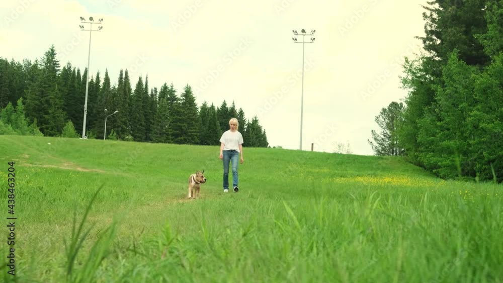 American Staffordshire Terrier and a woman walk and play actively in the summer in a clearing near the forest. Dog walking concept. American Staffordshire Terrier and a woman walk and play actively in the summer in a clearing near the forest. Dog walking concept.