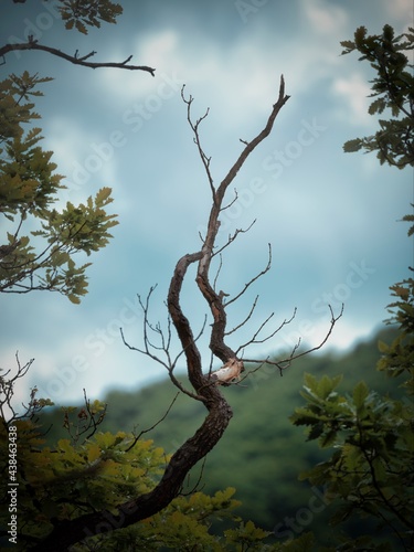 Forest above the village Kuchyna, dry branch, Slovakia photo