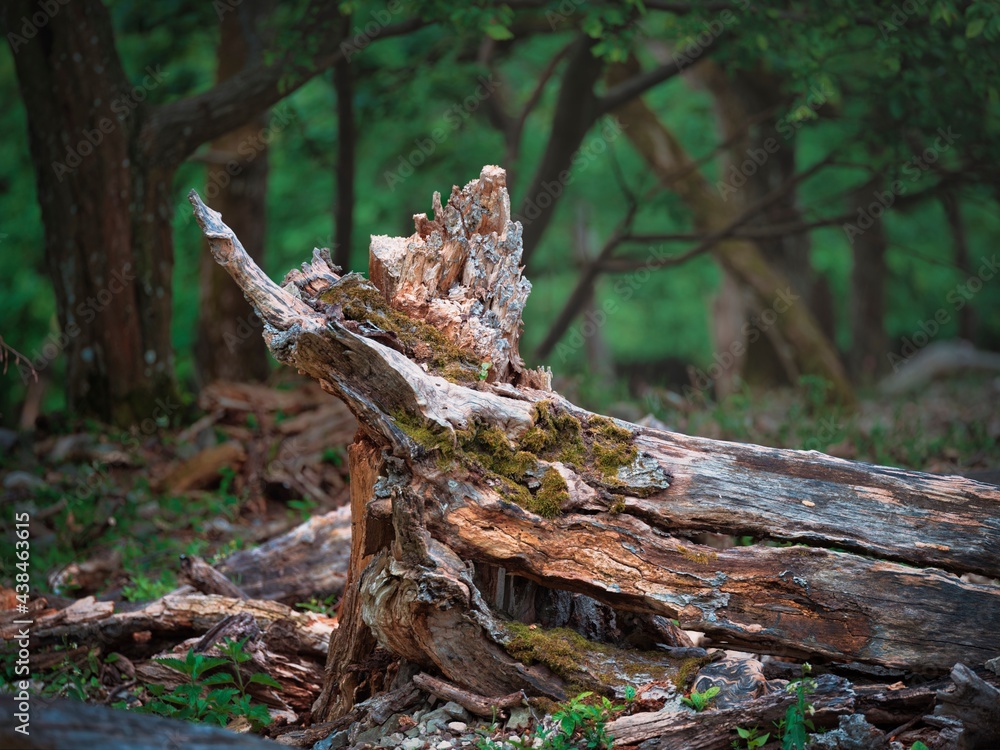 Forest above the village Kuchyna, fallen dry tree Slovakia Forest above the village Kuchyna, fallen dry tree Slovakia