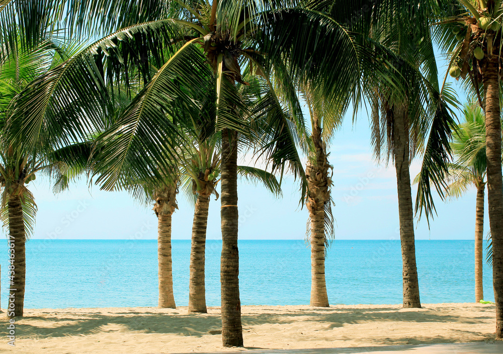 Obraz premium coconut trees on the beach.