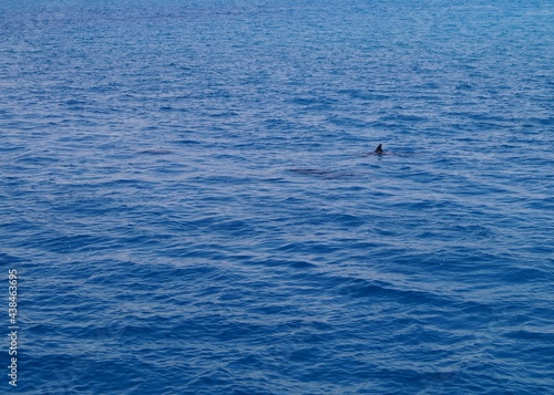 Delfine beim spielen im Roten Meer - Blaues Wasser und spielende Delfine
