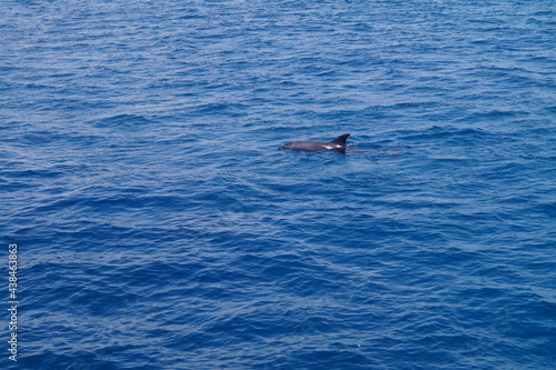 Delfine beim spielen im Roten Meer - Blaues Wasser und spielende Delfine © Emanuel