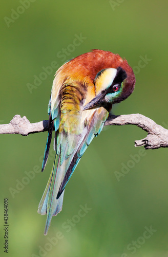Colorful bee eater bird preening its feathers on a branch in summer