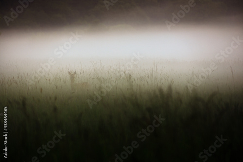 sarna we mgle pośród traw