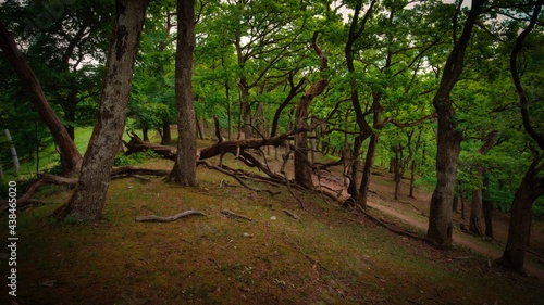 Forest above the village Kuchyna  fallen tree  Slovakia