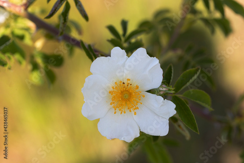 Rosier des chiens, églantier, Rosa canina, fleur en gros plan photo