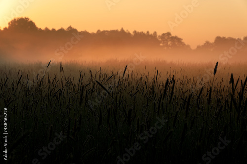 wysokie trawy na pierwszym planie z mgłą na drugim  © mateusz