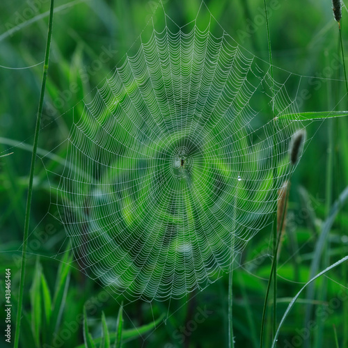 pajęczyna z pająkiem pośród traw