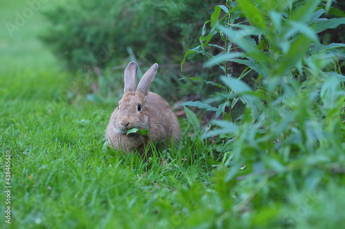 Photography Close up shot of a curious cautious cute brown bunny rabbit eating green leafs surrounded by lush green plants