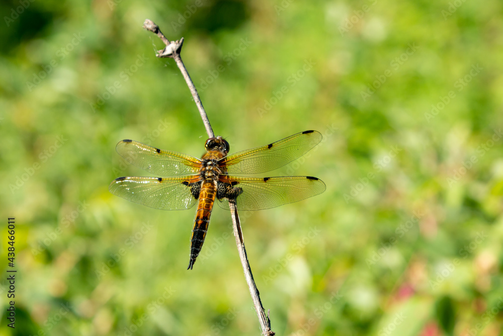 Beautiful dragonfly on a background of green foliage. Macro photo of insects. Beautiful dragonfly on a background of green foliage. Macro photo of insects.