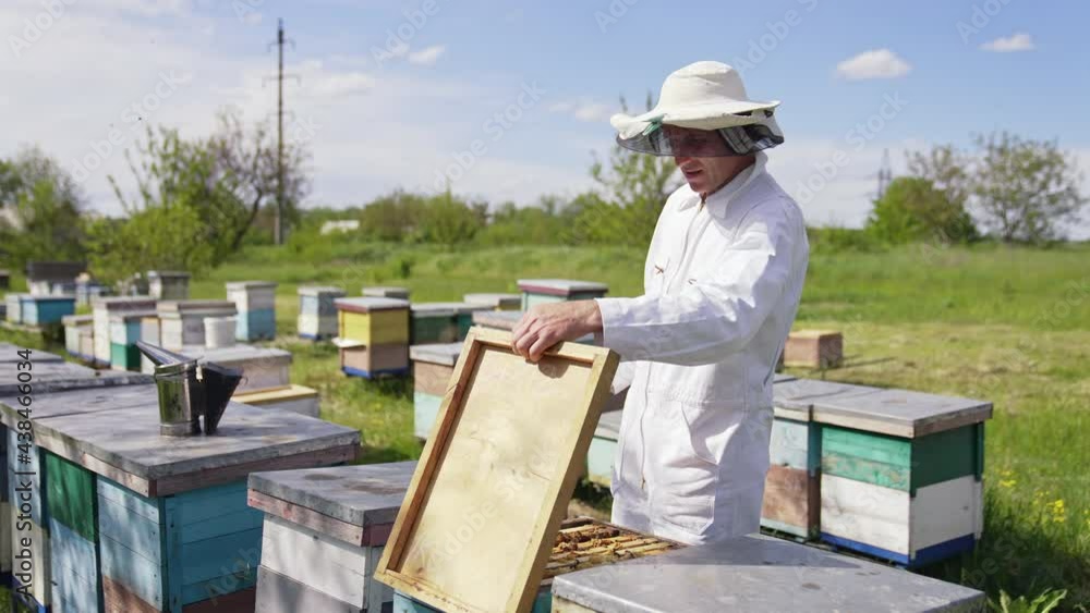 Beekeeper working in hive on nature. Beekeeper holding and inspecting the honeycombs on the wooden frame with bees Beekeeper working in hive on nature. Beekeeper holding and inspecting the honeycombs on the wooden frame with bees
