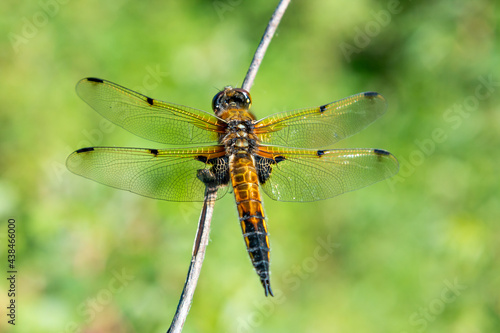 Beautiful dragonfly on a background of green foliage. Macro photo of insects. © Zuev Ali