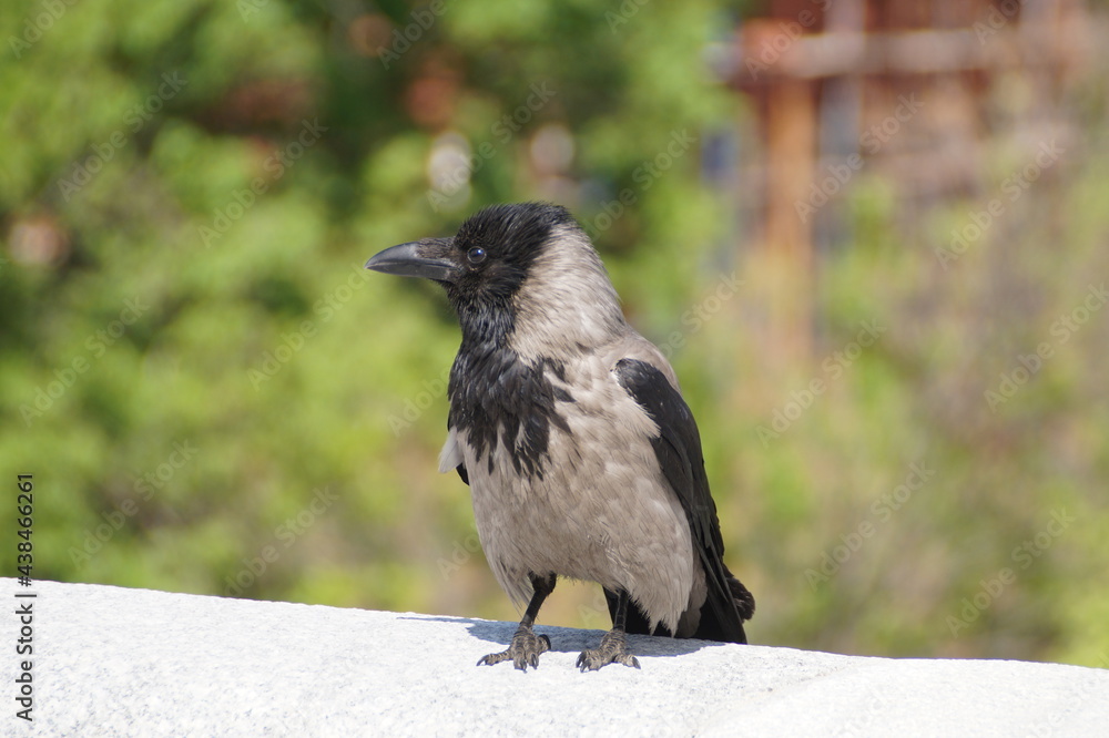 crow crow