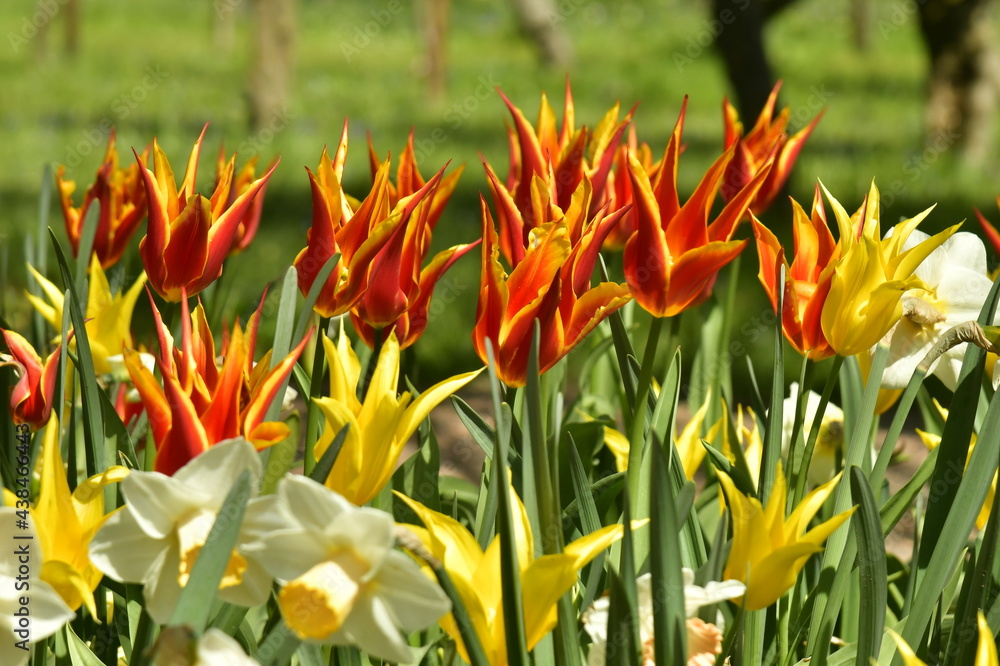 Obraz premium variété de fleurs au parc du château de Grand Bigard à l'ouest de Bruxelles