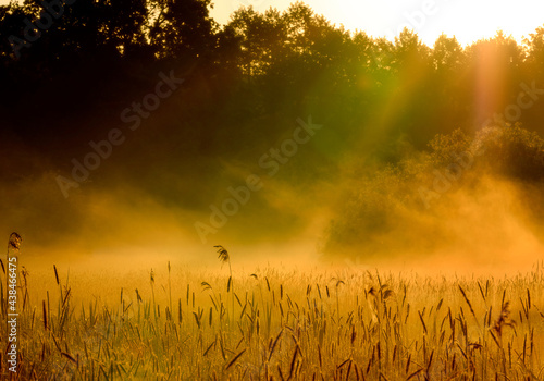 wschód słońca z unoszącymi się mgłami nad trawami i kłosami na pierwszym planie photo