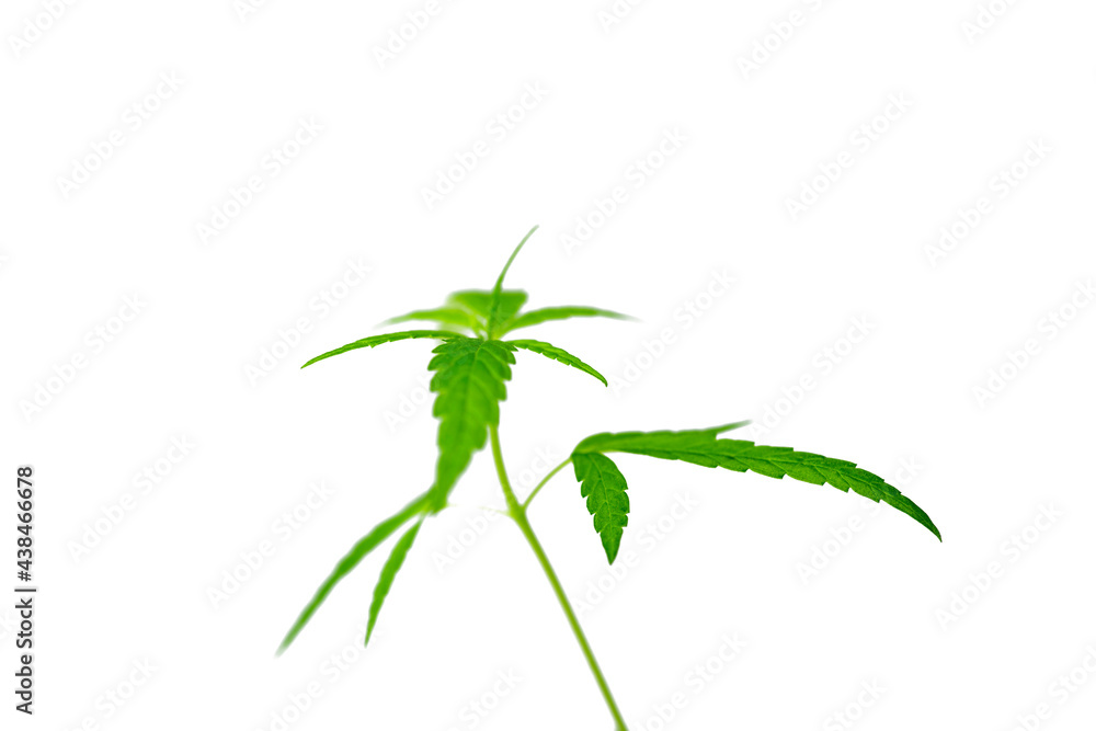 Growing cannabis, Marijuana green herb leaves.soft focus. on a white background