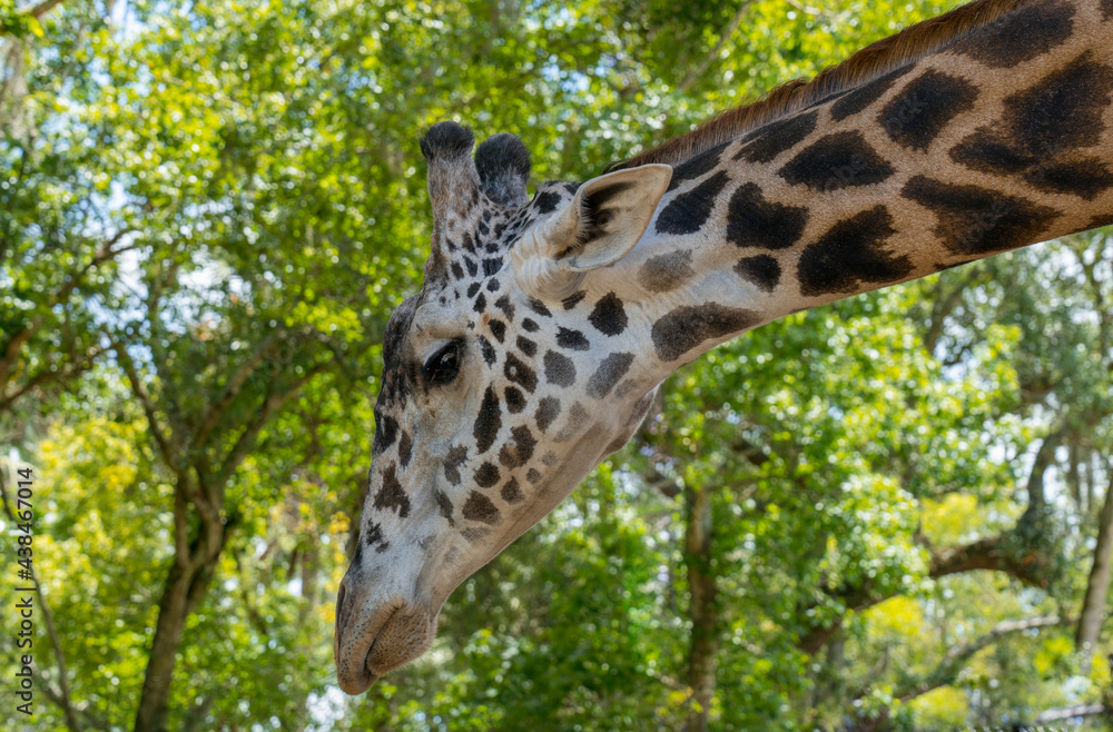 Giraffe bows its head in search of food Giraffe bows its head in search of food