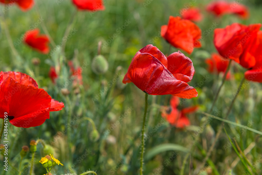 red poppies in a field among green grass red poppies in a field among green grass