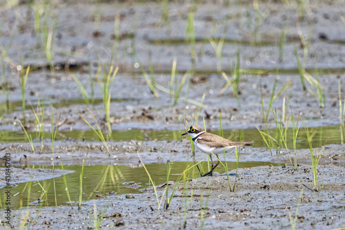 little ringed plover Charadrius dubius in a paddy field in Fukuoka, Japan