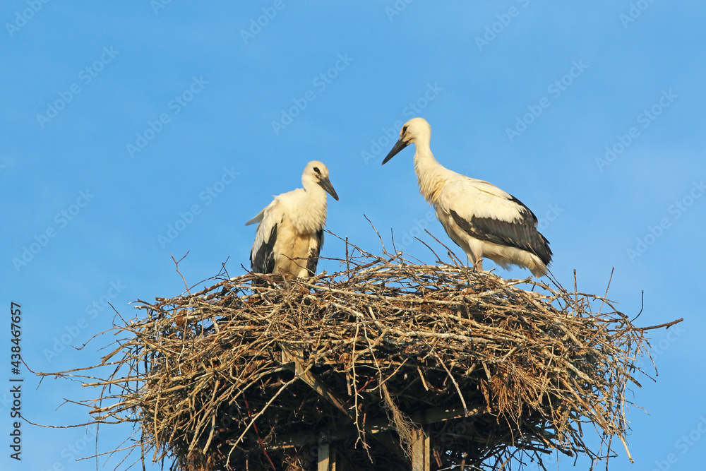 Fototapeta premium storks in the nest